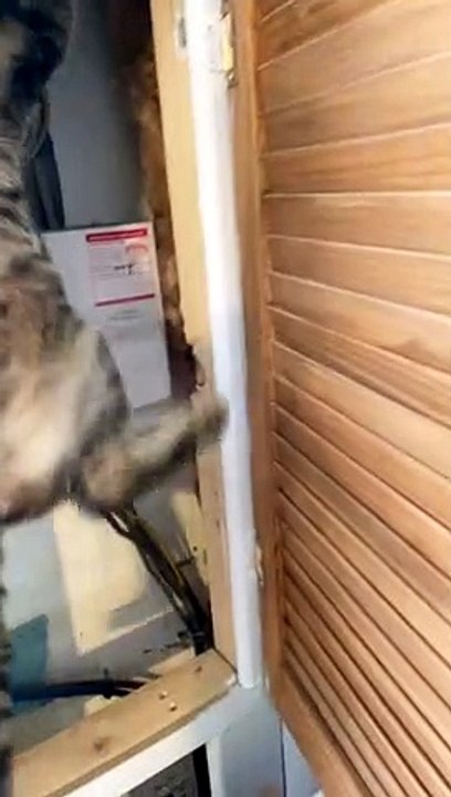 Climbing Kitty Gets Thwarted