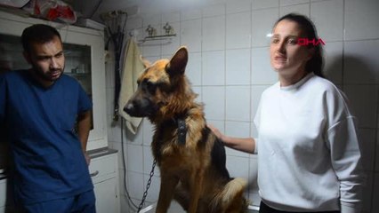 2,5 aydır kayıp köpeği, mikroçip sayesinde bulundu