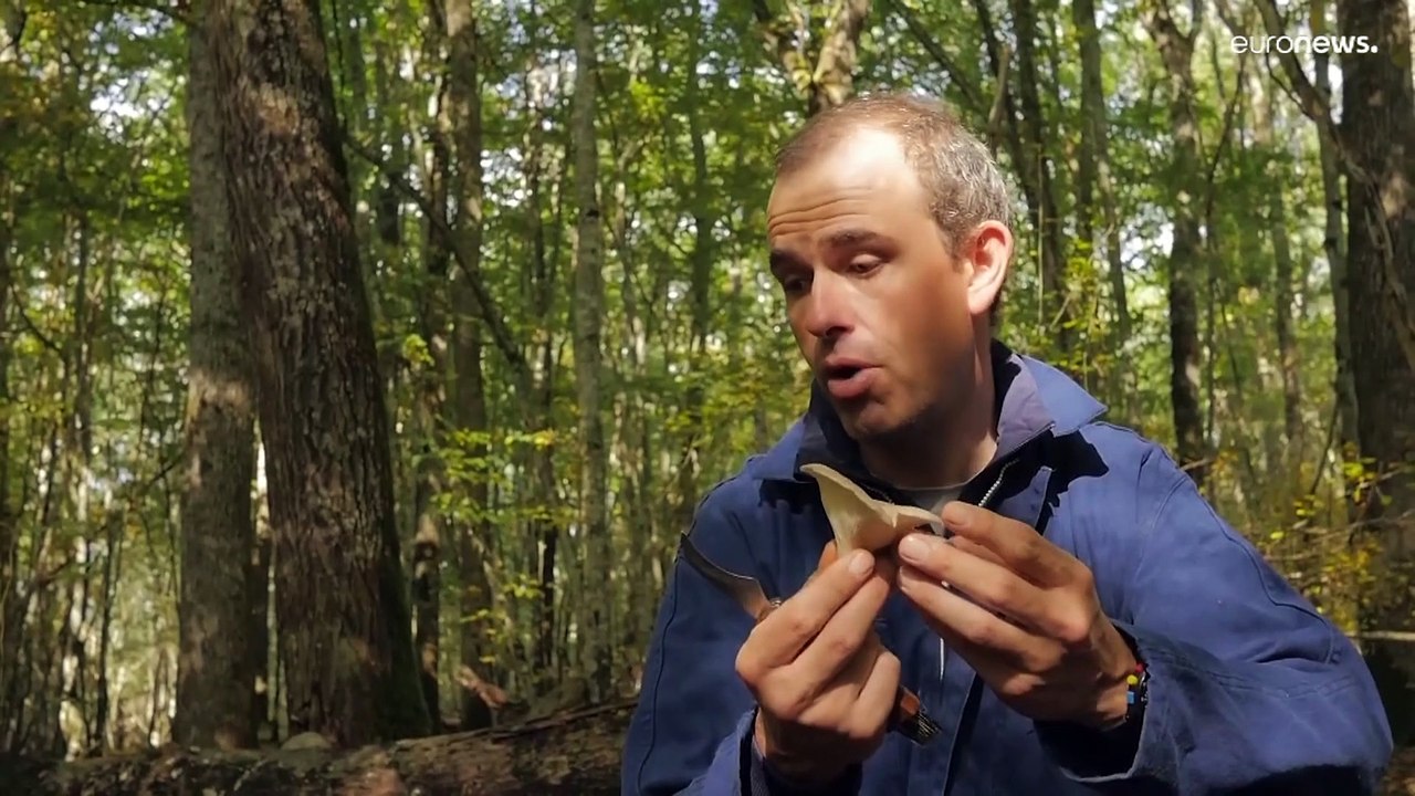 Pilzfans sind begeistert: So einen Herbst wie diesen gab es selten