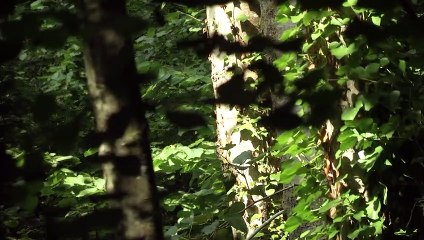 Ibercaja reforestará 40 hectáreas en Zaragoza dentro del Movimiento Smart Green