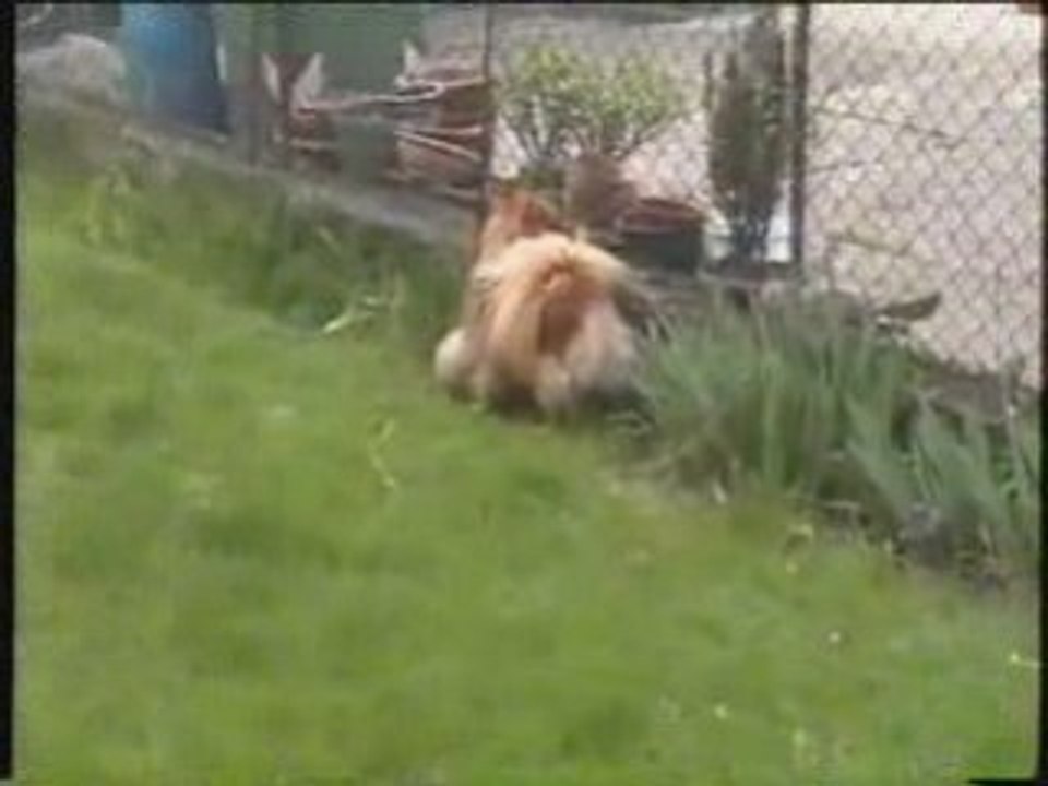 Dea gioca al pallone