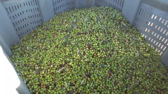 Balıkesir haber! Burhaniye'de Yeşil Zeytin Alımı Başladı, Ancak Fiyatlar Üreticileri Tatmin Etmedi