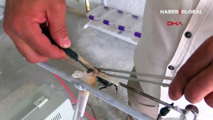 Böyle ilgi ne duyuldu ne görüldü: Evinin altına akrep çiftliği kurdu