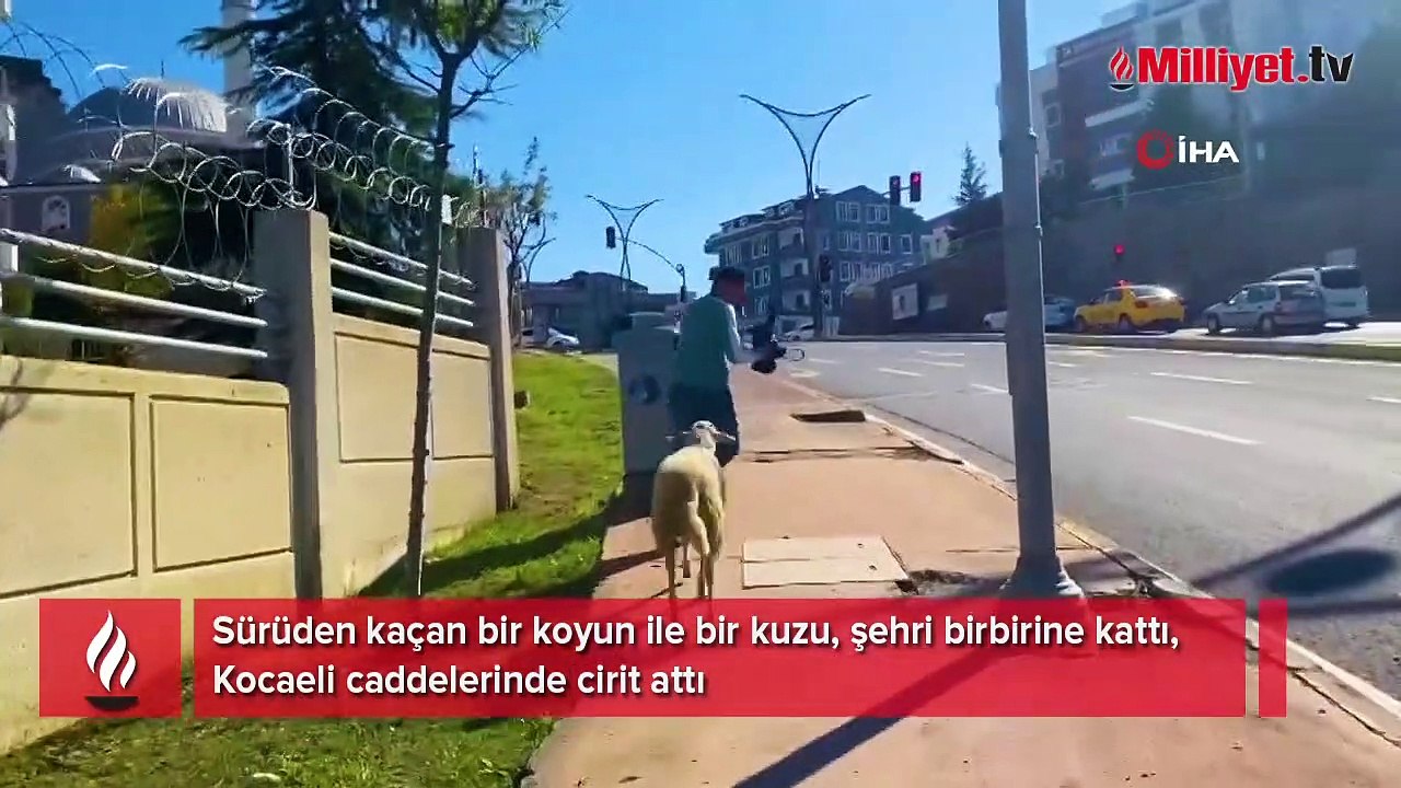 Sürüden kaçan bir koyun ile bir kuzu, şehri bir...