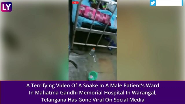 Snake Found Under Patient’s Bed In Mahatma Gandhi Memorial Hospital In Warangal, Telangana; Watch The Scary Video