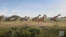 The Great Wildebeests migration Masai mara Kenya