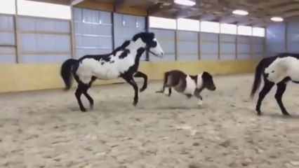 Funny And Cute horse horse jump fence #02