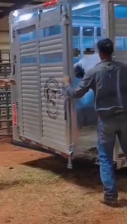 هل تعرف اي نوع من البقر هدا ?