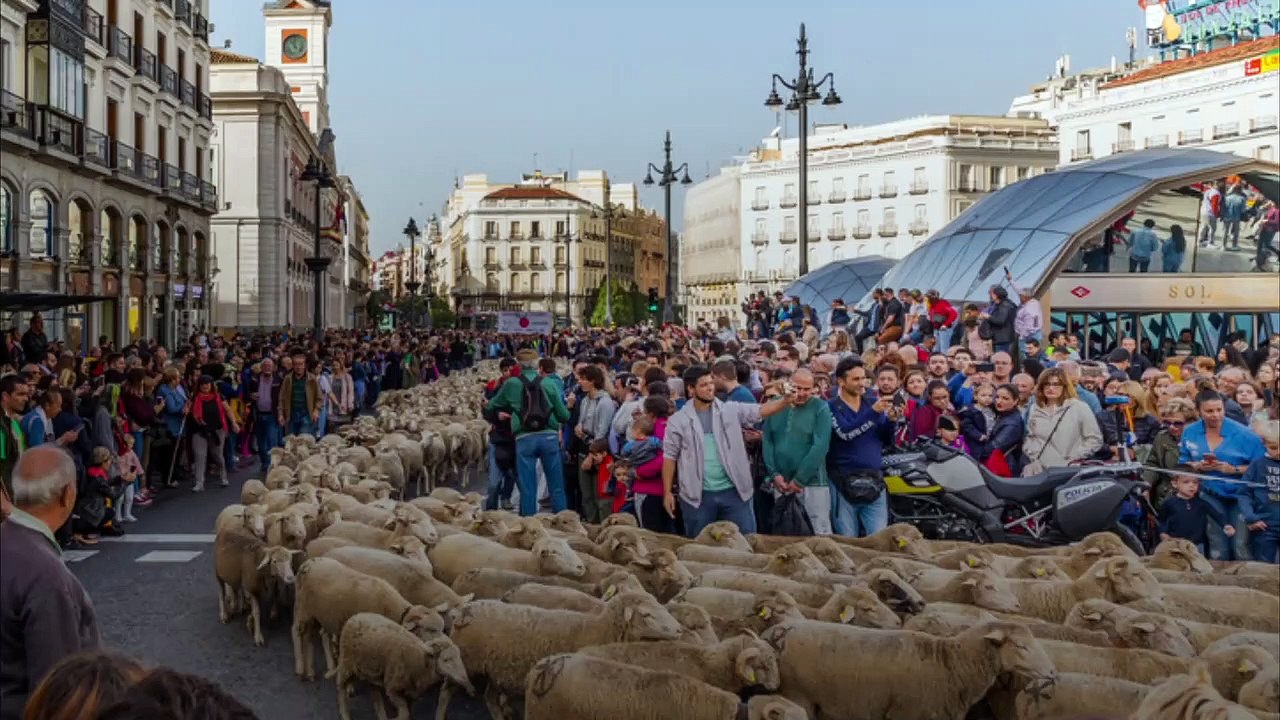 Schafsherde übernimmt die Straßen von Madrid