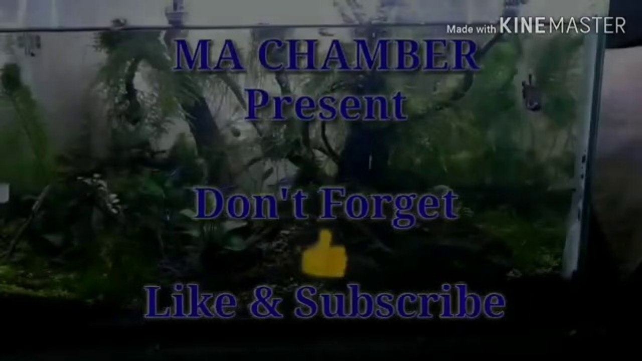 Tranquil Forest ( Aquascape designed by Makosat)