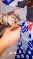 baby cat- Funny Cat Videos  - cat funny videos - cat funny moments - @Cat Lover@