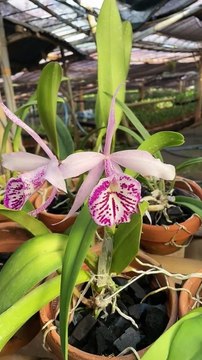 Smart ideas 2023 for growing flowers and plants Garden House