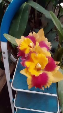 Smart ideas 2023 for growing flowers and plants Garden House