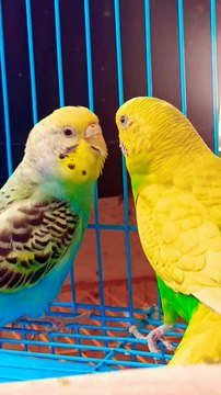 Budgies Birds Australian Parrots Kiss Scenes