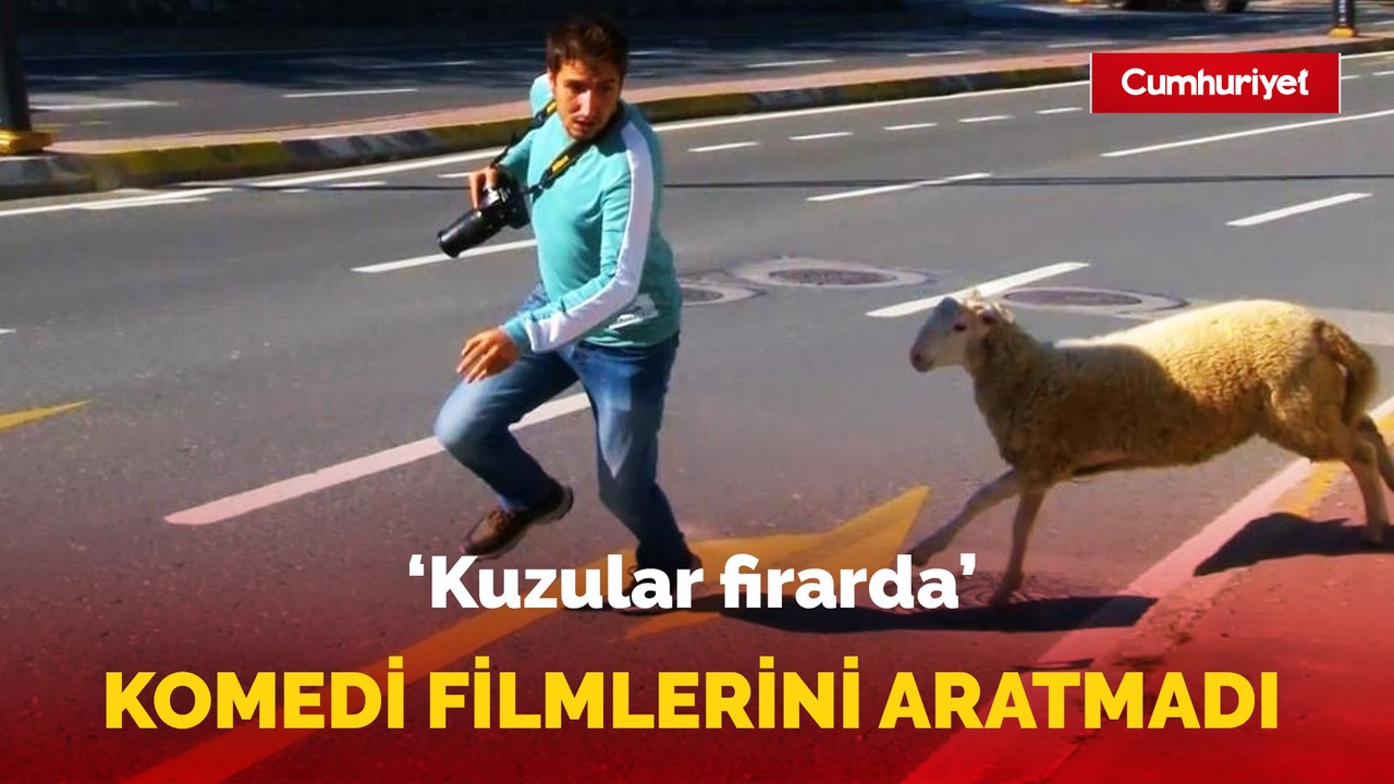 'Kuzular firarda'