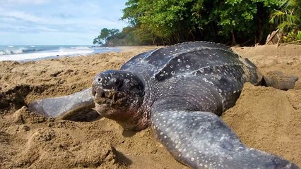 The Biggest Animals in the World!!! #animal #funny #biggest #world