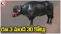 Will Earn 4 to 5 Lakh Per Month With Sadar Bulls, Says Khairatabad Madhu Yadav | V6 News