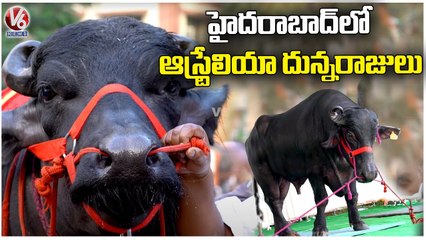 First Time In India, Sadar Bull Imported From Australia, Says Khairatabad Madhu Yadav | V6 News