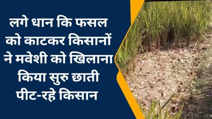 सरकारी दुकान से खरीदा धान का बीज, नहीं आयी बाली, माथा पीट रहा किसान