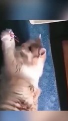 Funny Cat and Dog Videos - Try not to laugh 2022