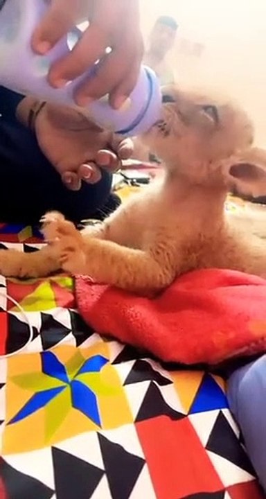 Baby_lion_drinking_milk_by_feeder_#shorts_#viral_#lion(360p)