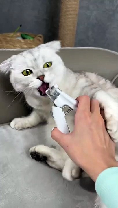 How_to_trim_your_cat`s_claws_(1080p60)