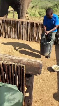 The biggest elephant in the world! #shorts #wildlife #nature #Elephants #animal #biggest