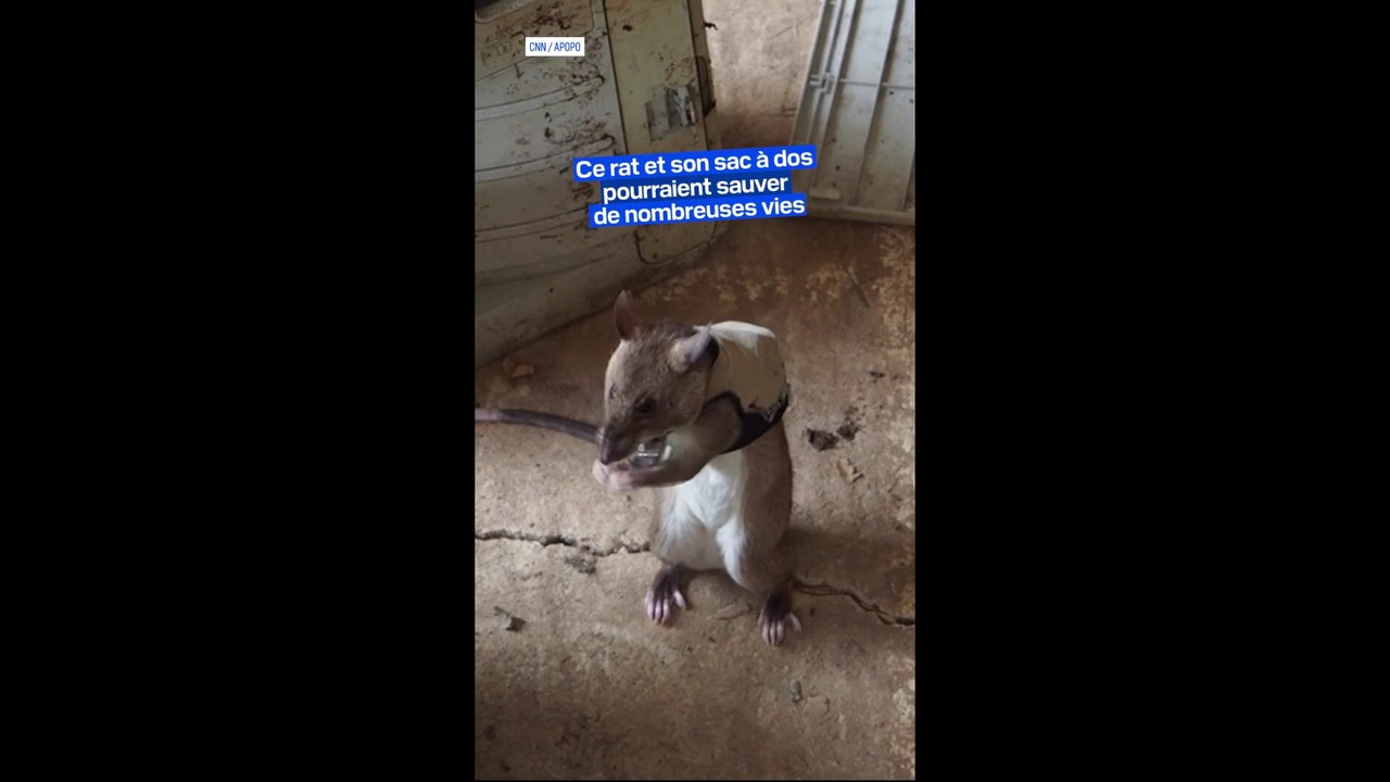 Des chercheurs apprennent à des rats à repérer les victimes coincées dans des éboulements