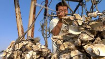 Climate Change, Competition Leave Taiwan's Oyster Farmers Struggling - TaiwanPlus News