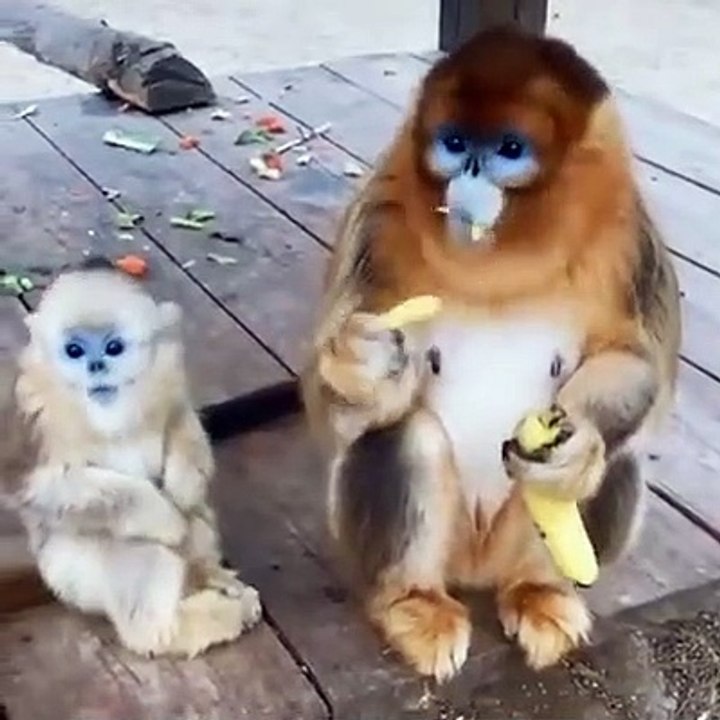 Golden Snub Nosed Monkey