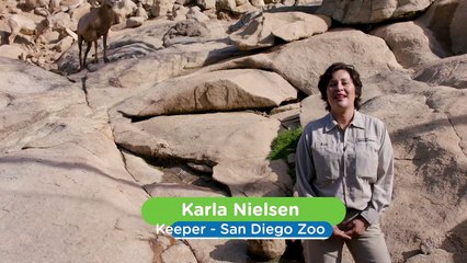 The Horns on These Specific Animals Can Weigh Up to 20 Pounds