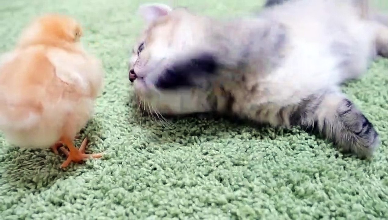 Kitten want to sleep vs Chicks who don't want , Part-2