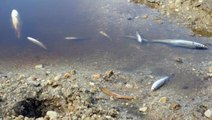 Edirne'deki balık ölümlerinin nedeni ortaya çıktı! Kepçe operatörünün yaptığı hata felaketi getirmiş