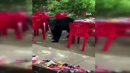 Üniversite kampüsüne giren ayı öğrencinin çantasını çaldı