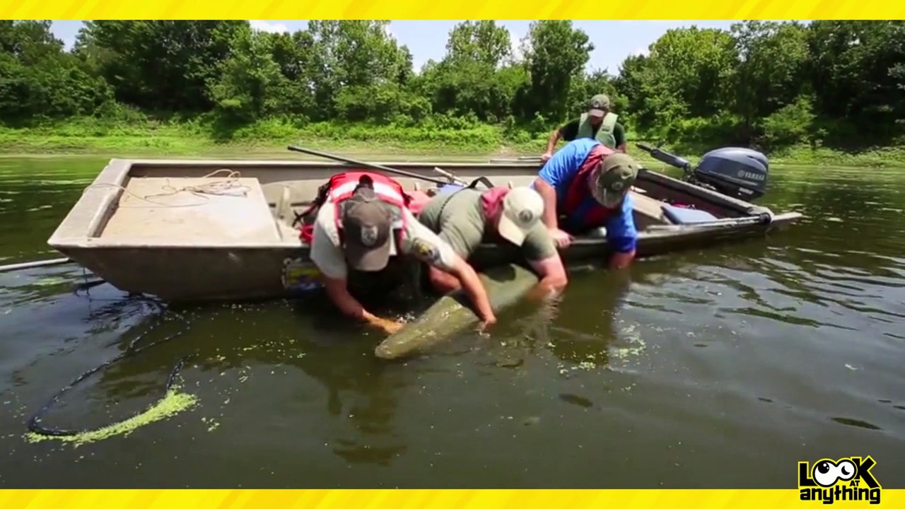 Biggest Fish Catch Alligator Gar