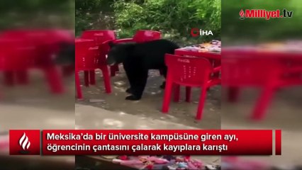 Üniversite kampüsüne giren ayı öğrencinin çantasını çaldı