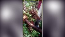 Moment Indonesian locals trap python that swallowed a grandmother