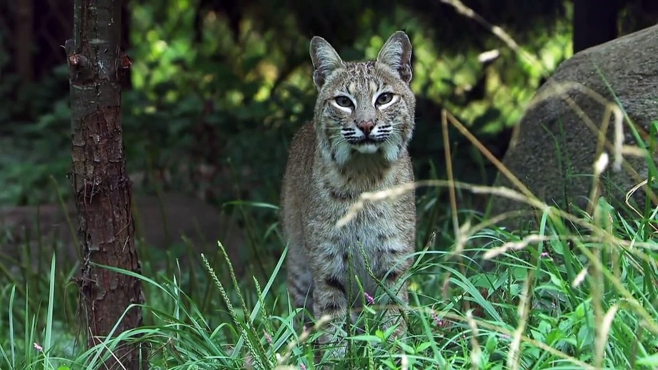 Wenn Tiere angreifen Staffel 2 Folge 5 HD Deutsch