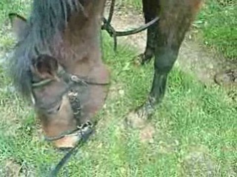 15-03-2008 ballade bois de plaids