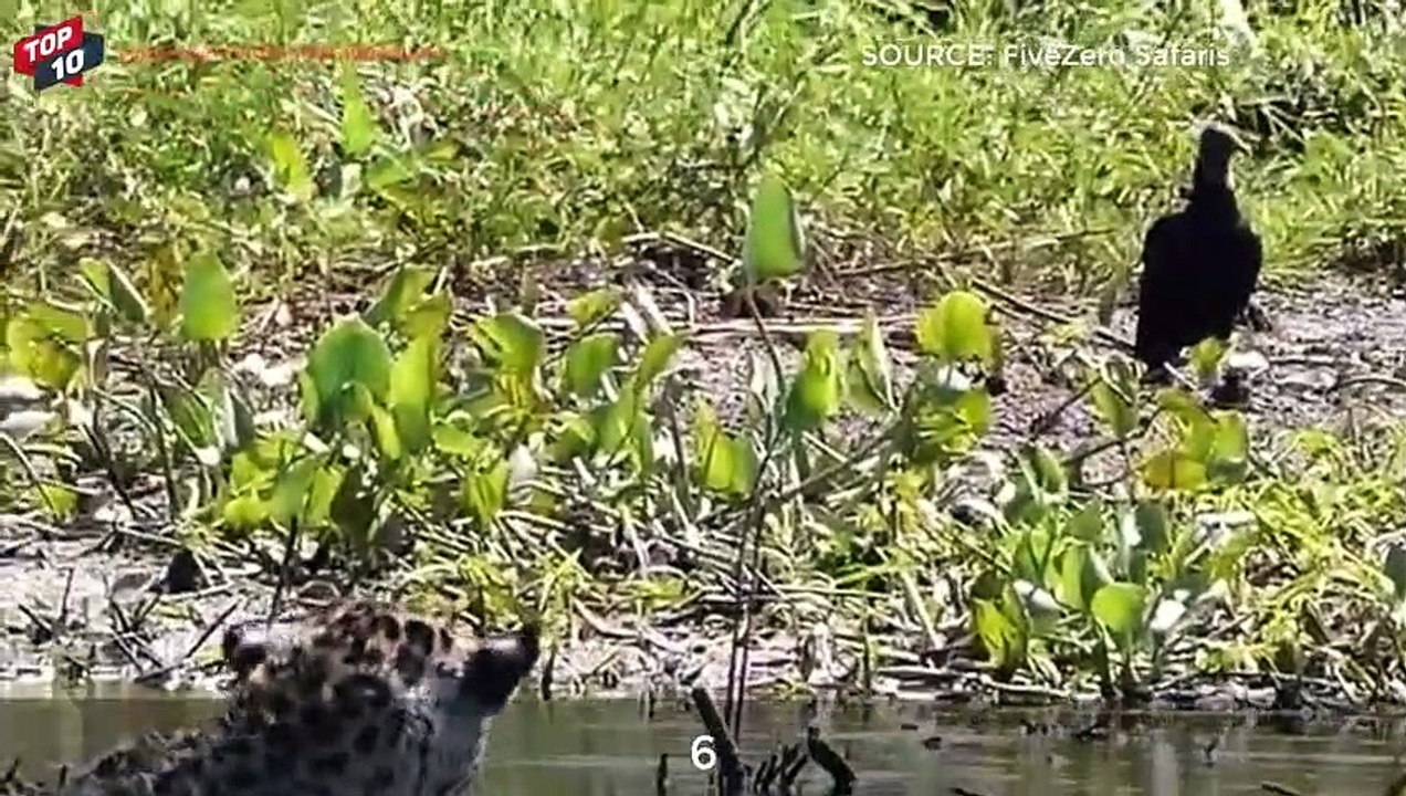 Jaguar vs buaya
