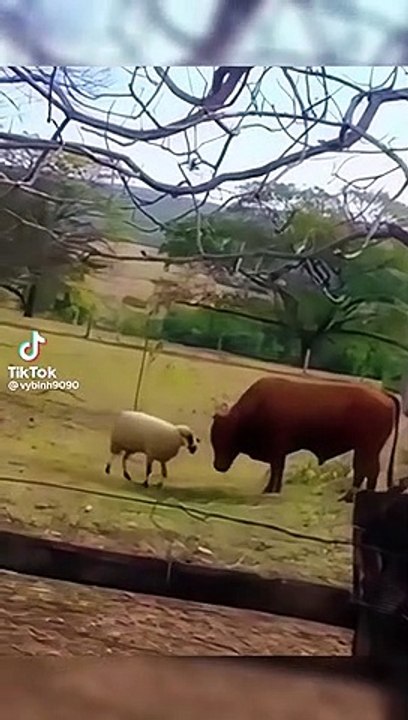 Sapi vs domba