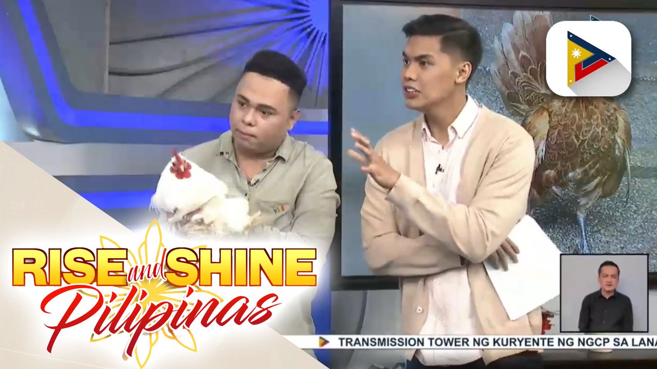 Alamin ang iba't ibang uri ng mga manok at natatanging mga katangian nito