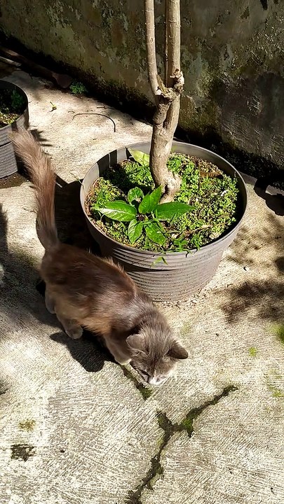 CUTE CATS LAYING AROUND / KUCING-KUCING LUCU SEDANG BERSANTAI