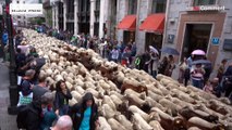 تصاویری از مادرید؛ رژه چوپان‌ها با گوسفندان و بزها در پایتخت اسپانیا