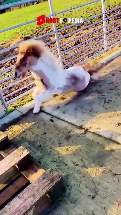 The end #funny #short #ytshorts #animals #pets #dogs #dog #cats 157 #viral  #157 #viralshorts