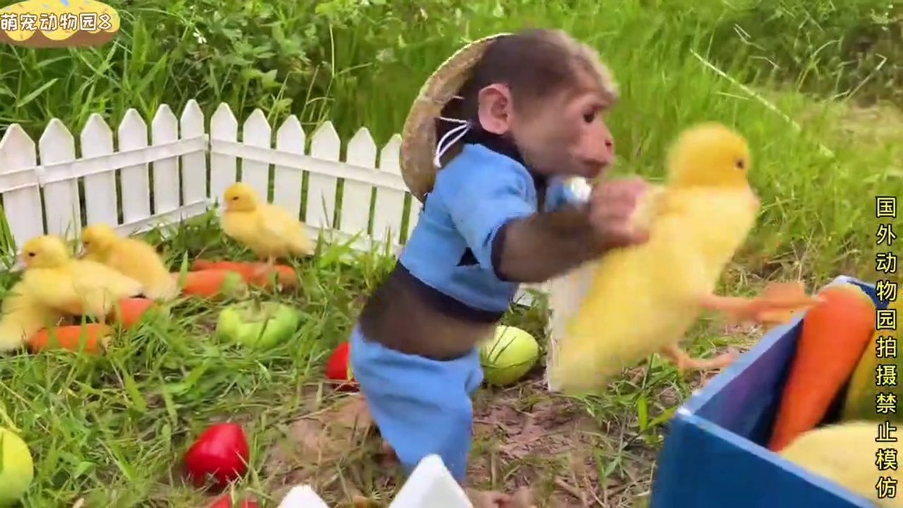 Cute pocket monkey and tiny duckling