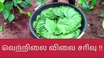 கோவை: வரத்து அதிகரிப்பால் வெற்றிலை விலை சரிவு!