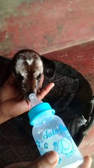 Baby Goat Drinking Milk