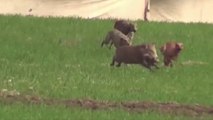 Wild boar hunting with dogs | hog hunting  | pig hunting near me | shikar