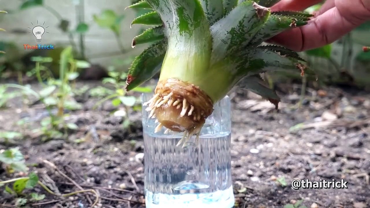 How To Grow Pineapple At Home _ Thaitrick